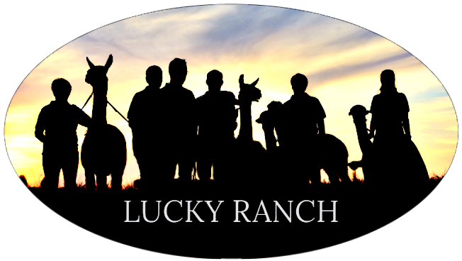 Lucky Ranch Alpakawanderung und Tiergestützte Therapie Rheinhessen